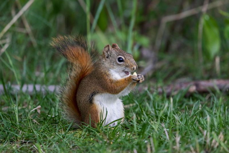 American Red Squirrel