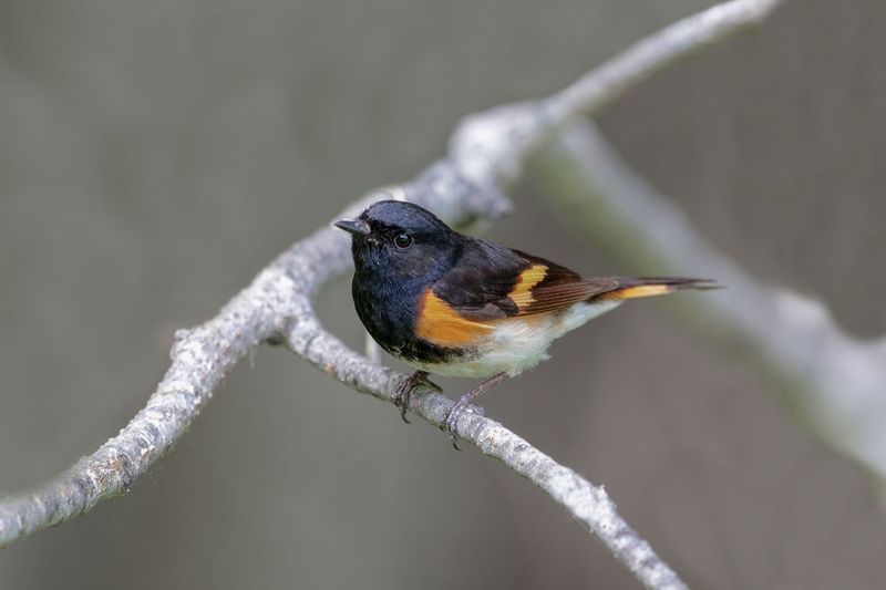 American Redstart