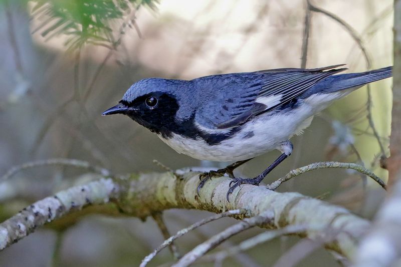 Black-throated Blue Warbler