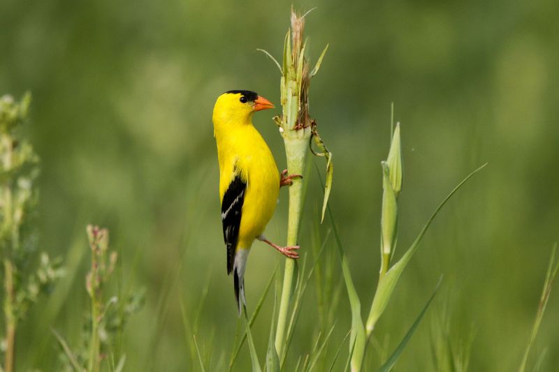 American Goldfinch