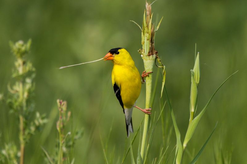 American Goldfinch