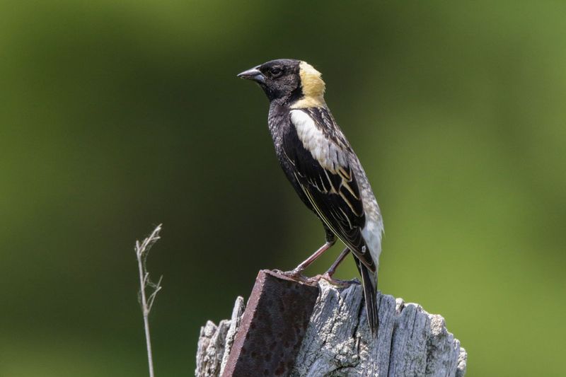 Bobolink