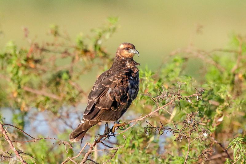 Snail Kite