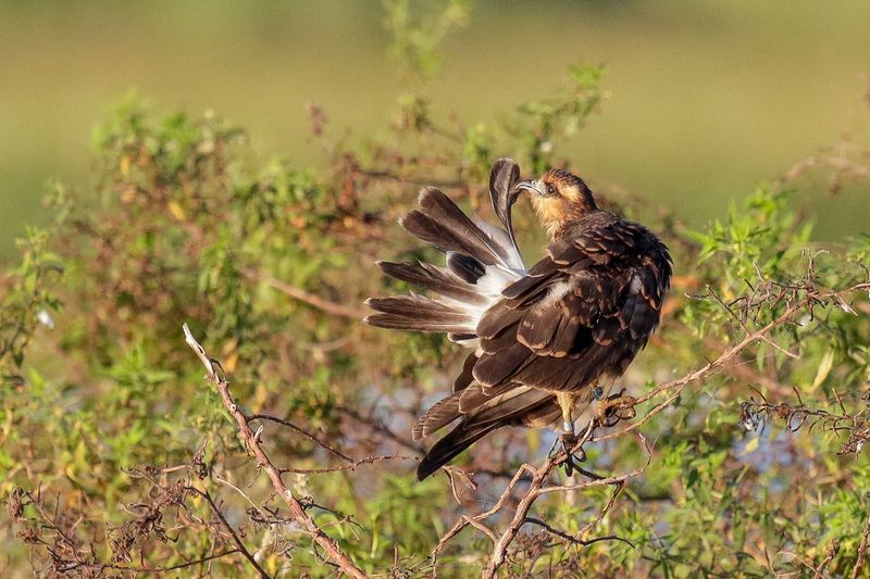 Snail Kite