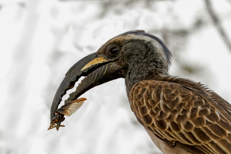 African Gray Hornbill