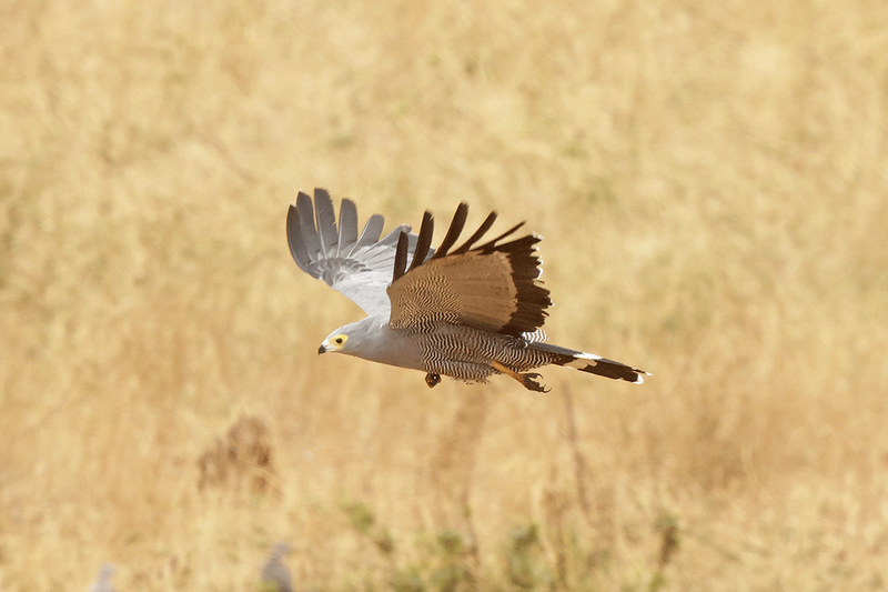 African Harrier-Hawk