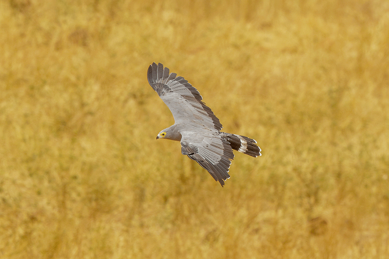 African Harrier-Hawk