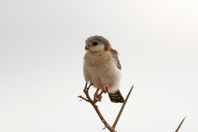 African Pygmy-Falcon