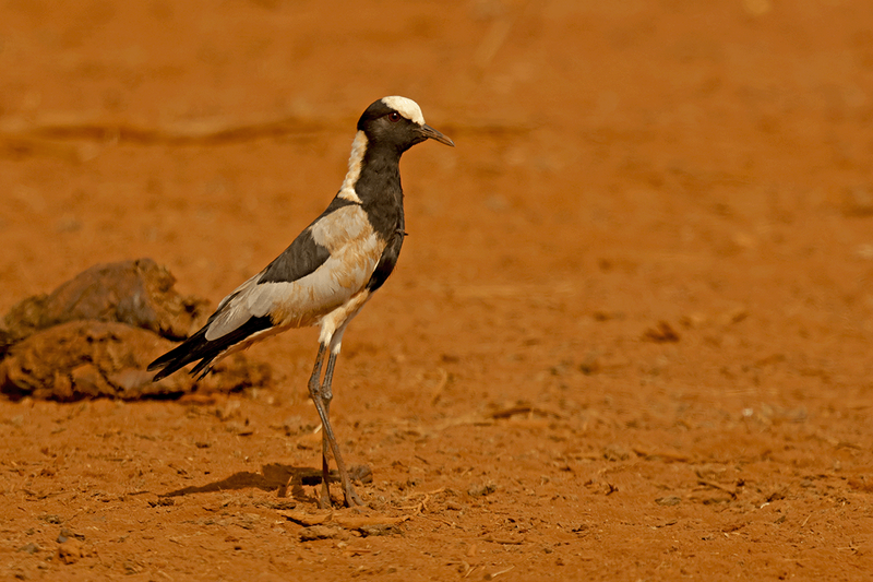 Blacksmith Lapwing