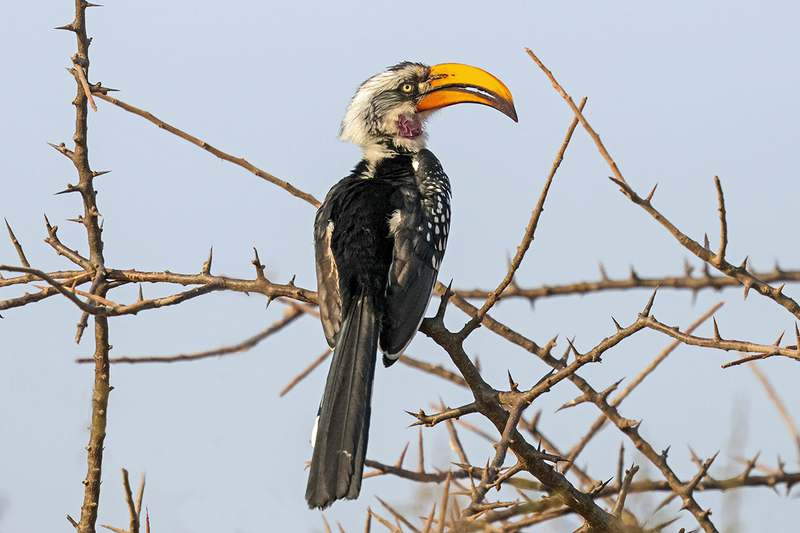 Eastern Yellow-billed Hornbill