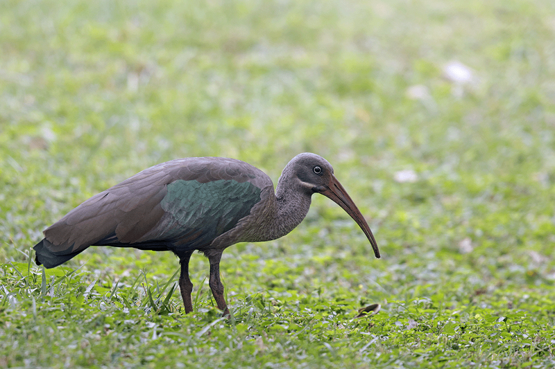 Hadada Ibis