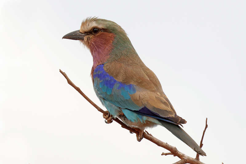 Lilac-breasted Roller
