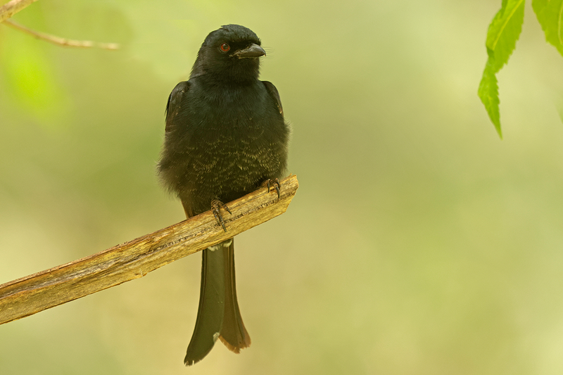Fork-tailed Drongo