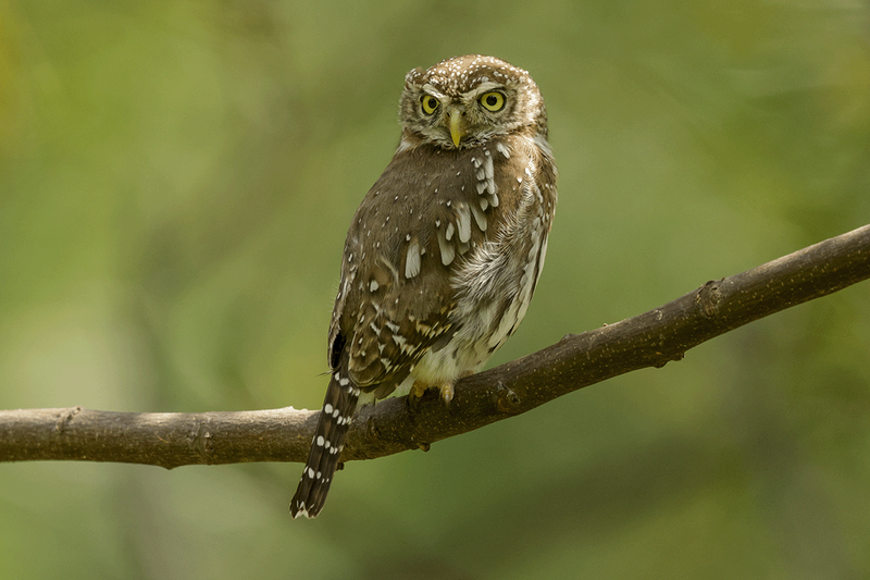 Pearl-spotted Owlet