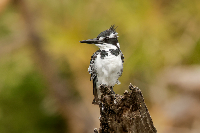 Pied Kingfisher