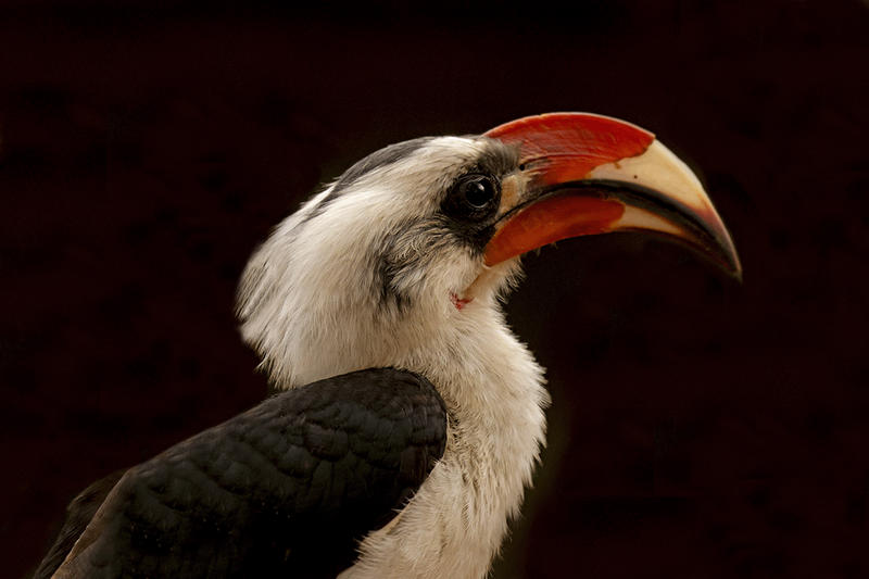 Von Der Decken's Hornbill
