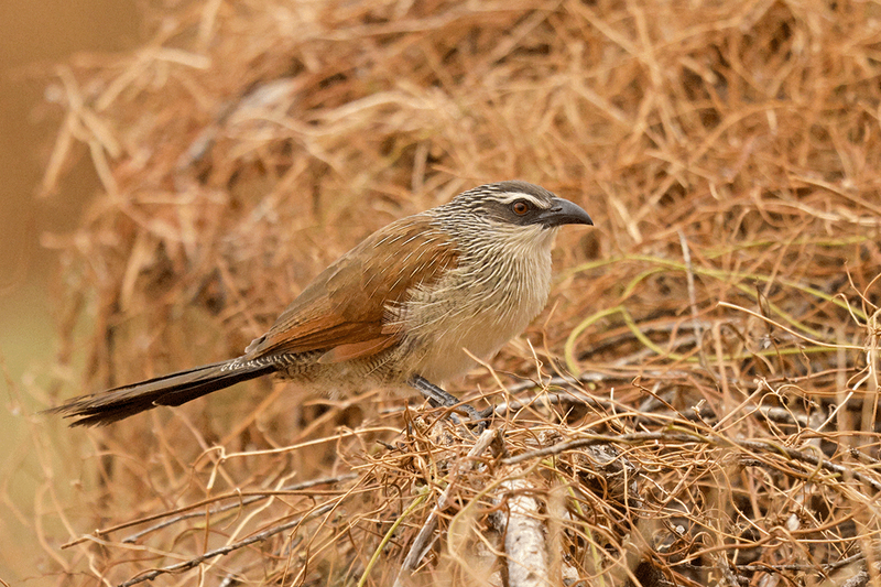 White-browed Coucal