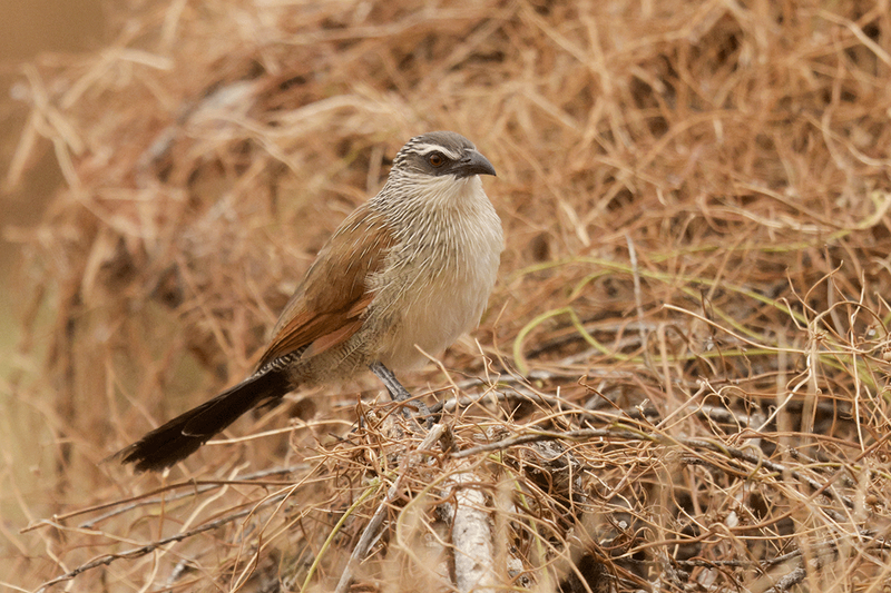 White-browed Coucal