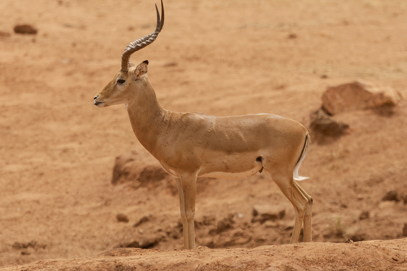 Impala