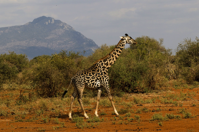 Masai Giraffe