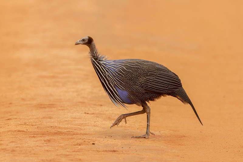 Vulturine Guineafowl
