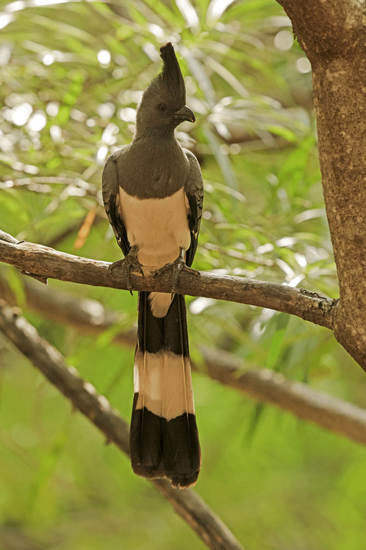 White-bellied Go-away-Bird