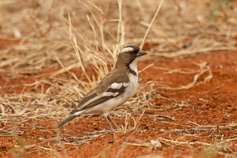 White-browed Sparrow-Weaver