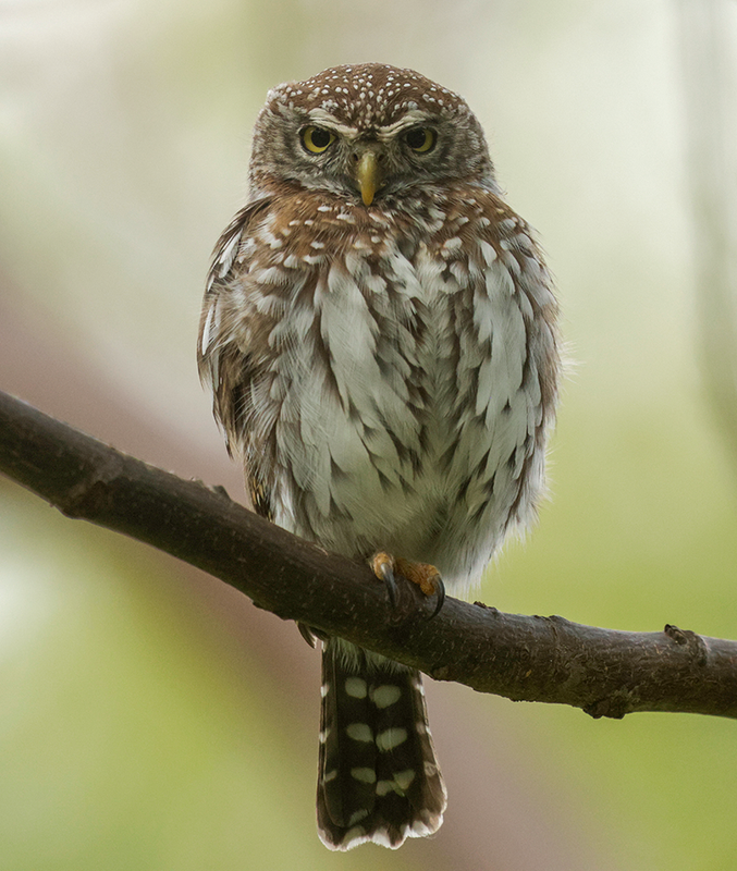 Pearl-spotted Owlet-Tsavo West, Kenya-2.png