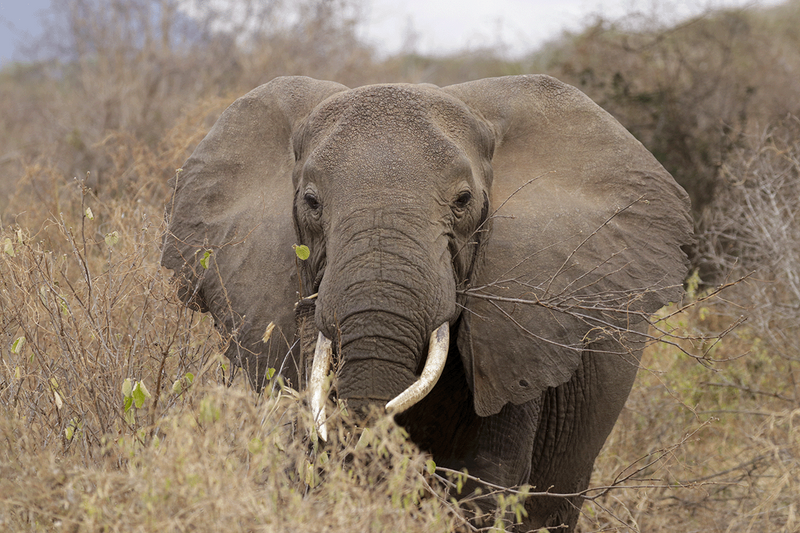 Savannah Elephant