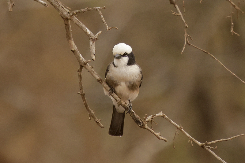 White-rumped Shrike