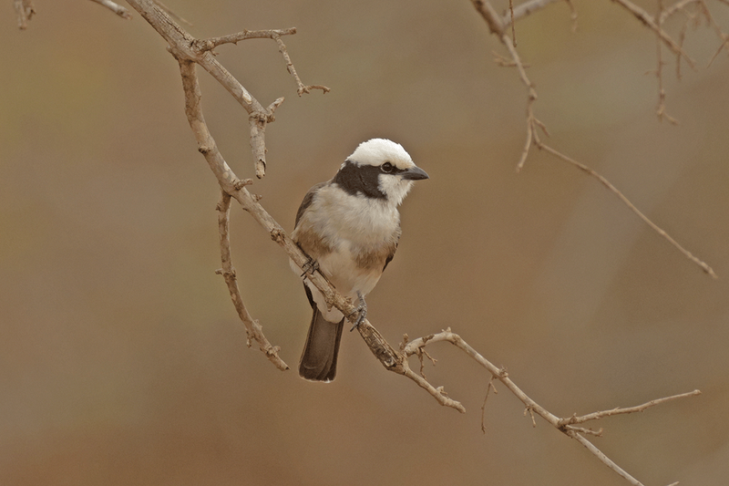 White-rumped Shrike