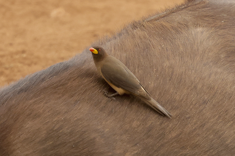 Yellow-billed Oxpecker