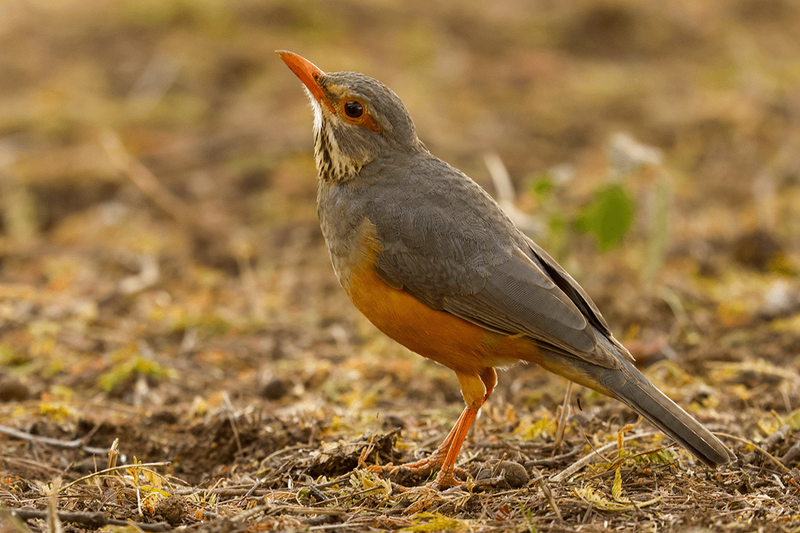 African Bare-eyed Thrush