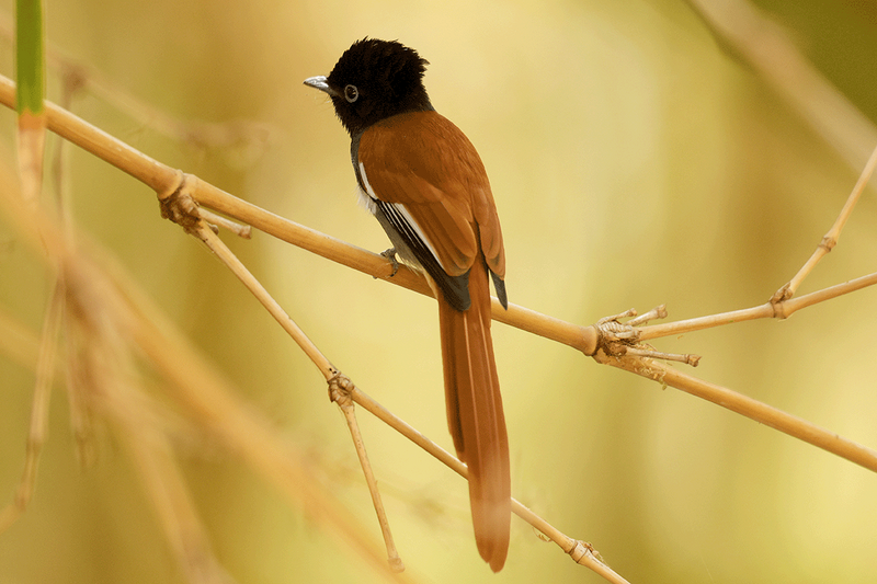 African Paradise-Flycatcher
