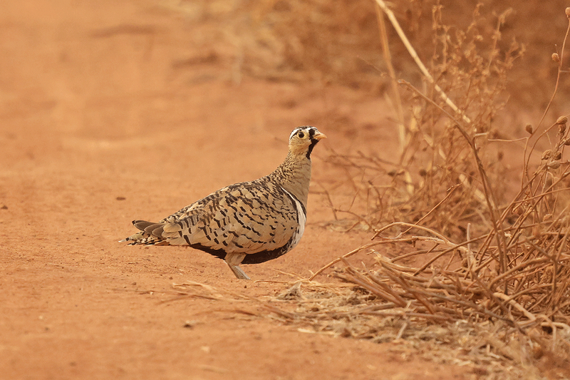 Black-faced Sandgrouse