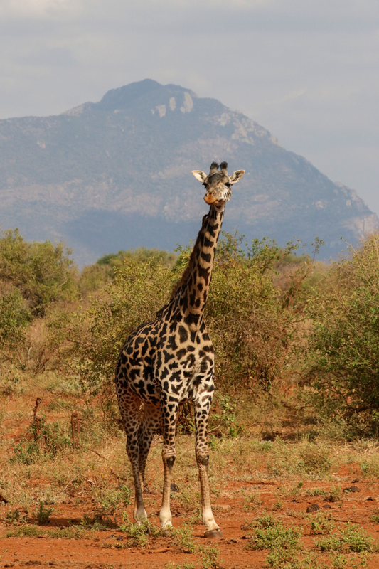 Masai Giraffe