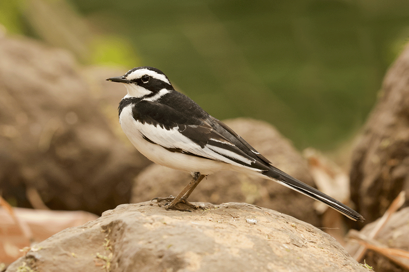 African Pied Wagtail