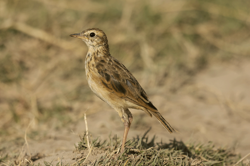 African Pipit
