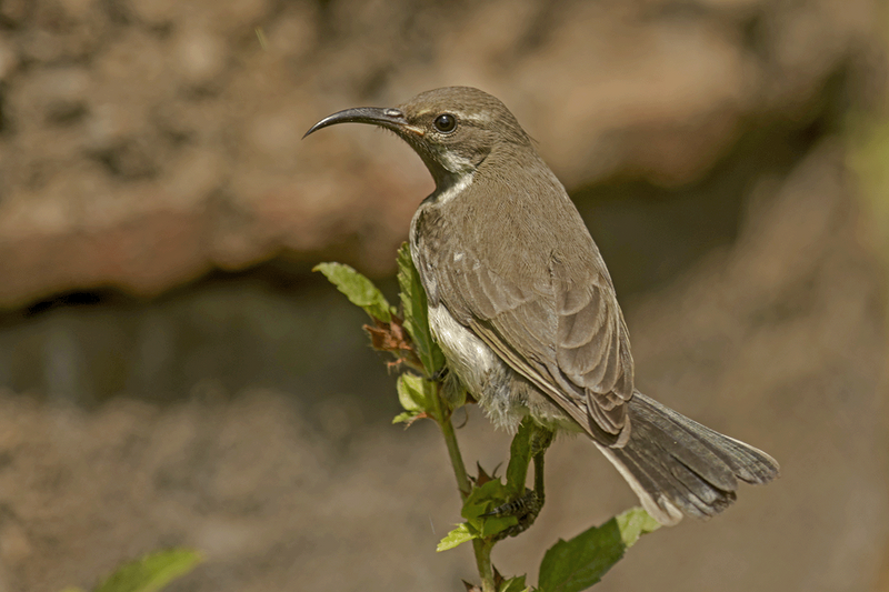Beautiful Sunbird