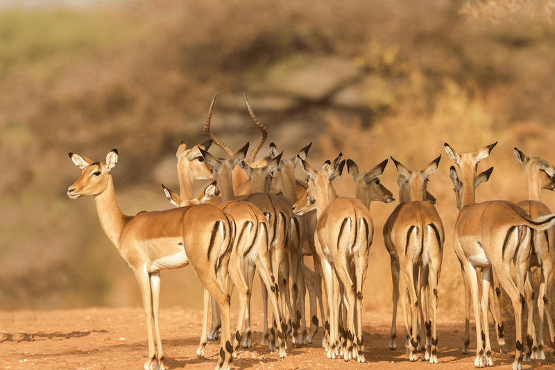 Impala