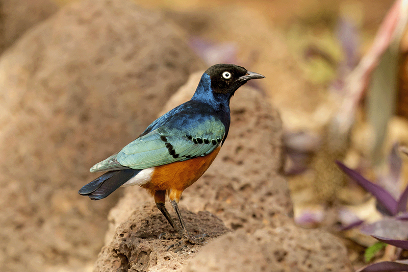 Superb Starling