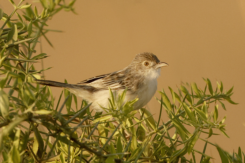 Ashy Cisticola
