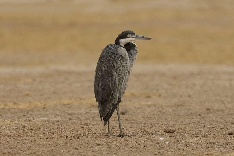 Black-headed Heron