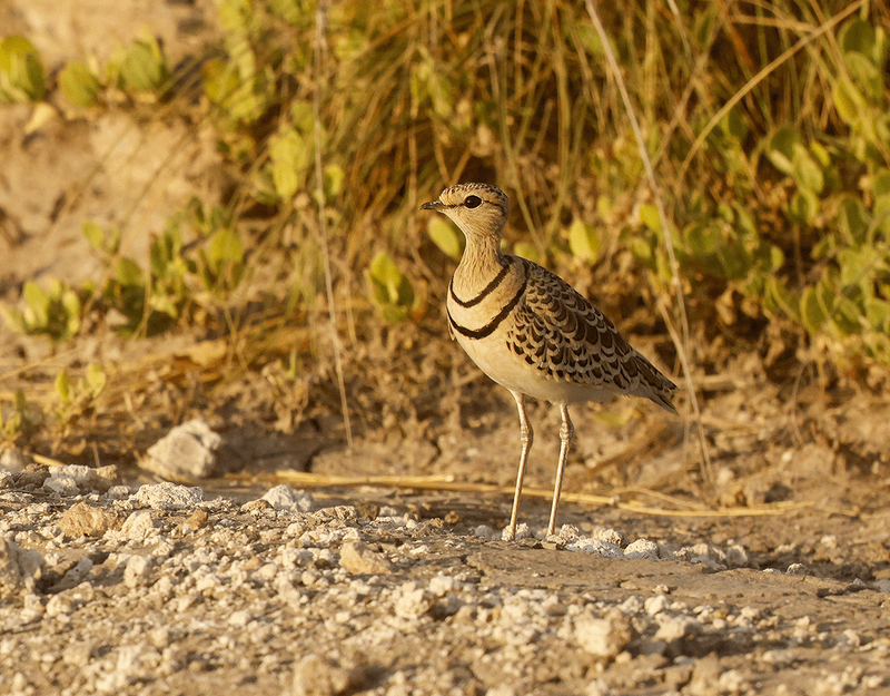 Double-banded Courser