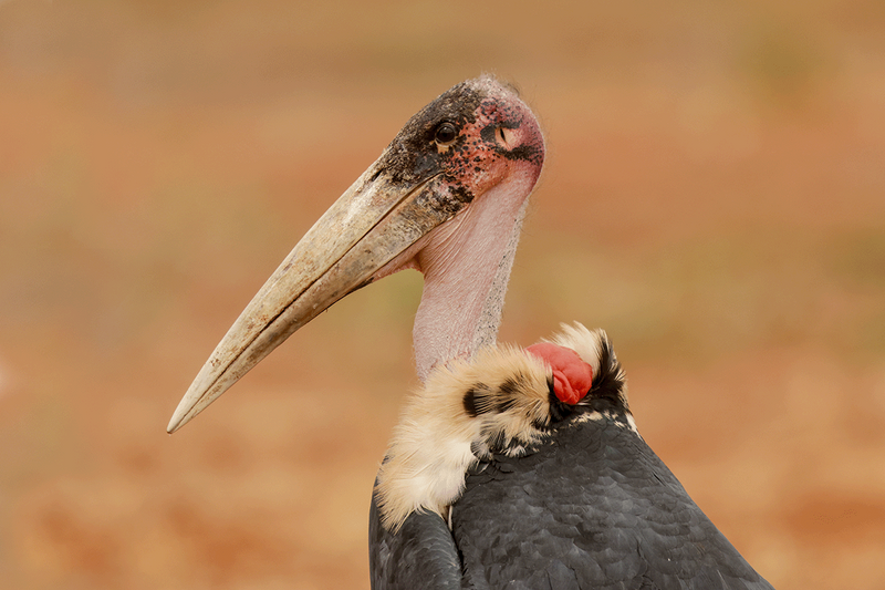 Marabou Stork