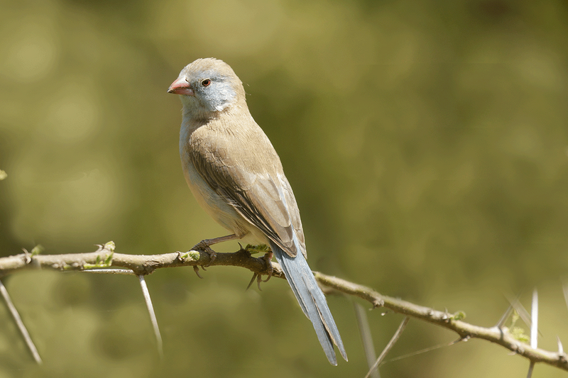 Blue-capped Cordonbleu