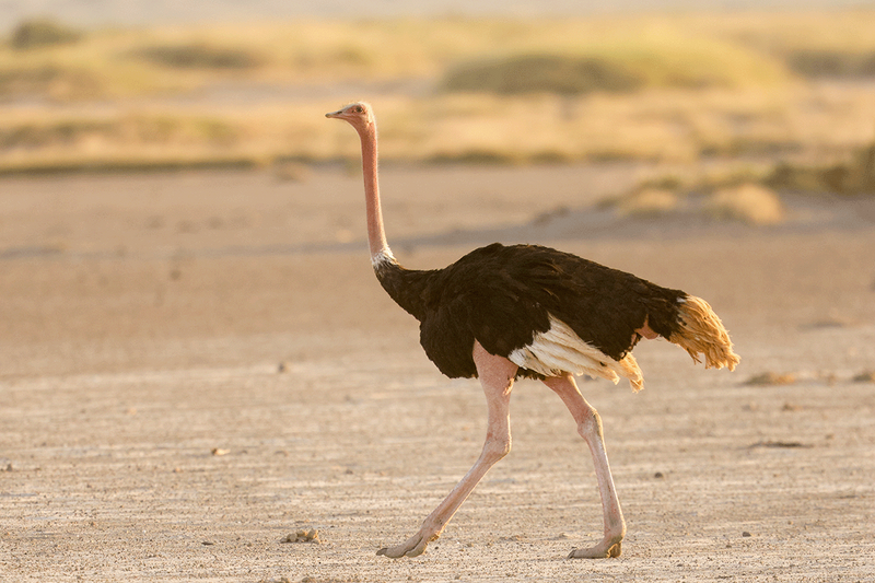 Common Ostrich
