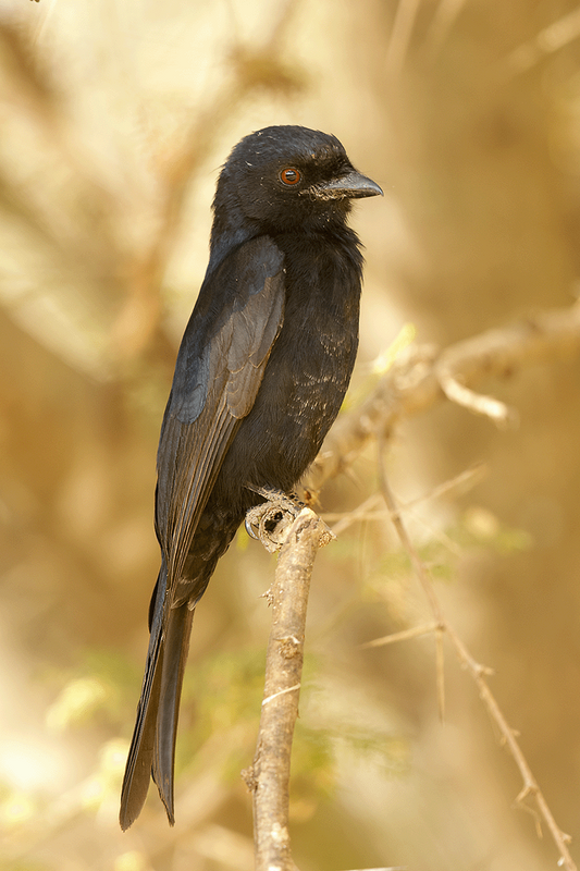 Fork-tailed Drongo