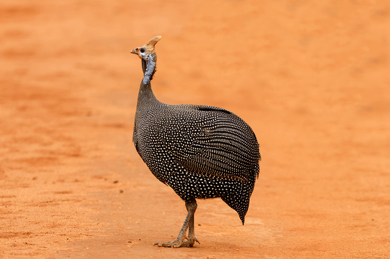 Helmeted Guineafowl
