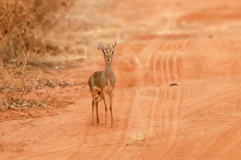 Kirk's Dik-dik